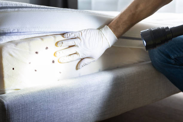 Best Ant Control Services  in West Hill, OH